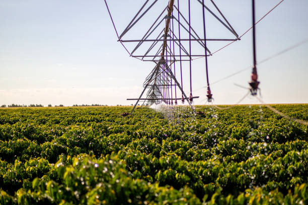 istock Irrigation equipment at a coffee plantation 1325763675