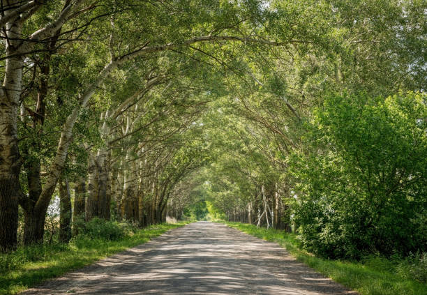 istock Scenic road in the summer forest 1325763737