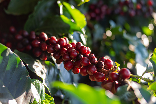 Close up of raw coffee beans