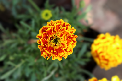 Tagetes is a genus of annual or perennial, mostly herbaceous plants in the sunflower family Asteraceae. They are among several groups of plants known in English as marigolds. The genus Tagetes was described by Carl Linnaeus in 1753.