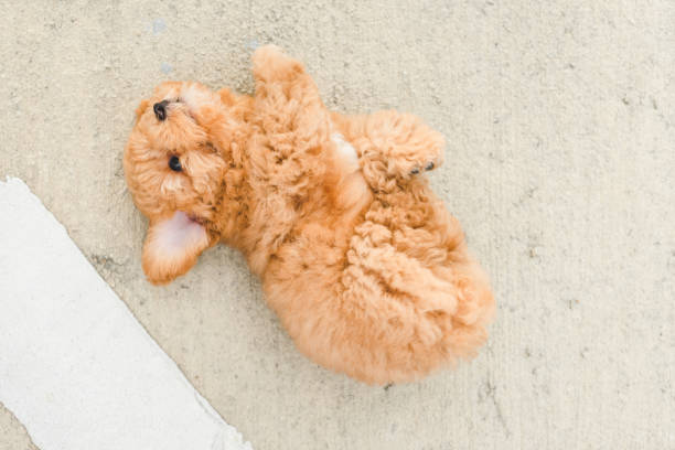 puppy poodle dog on the floor