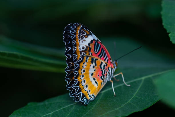 istock Macro shot of a butterfly 1325766300