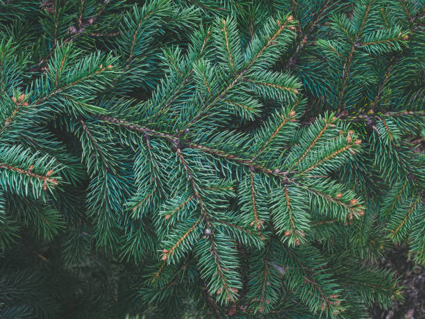 istock large pine branch close-up, top view 1325766561