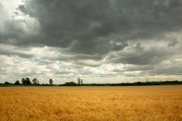istock Summer gray clouds over contrasting golden grain 1325768523