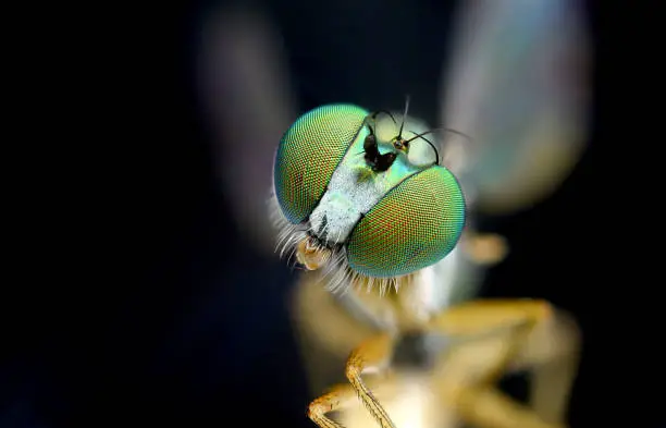 Eye to eye to eye with a long-legged fly.