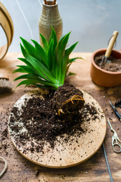 istock Indoor plants ready for care 1325768845