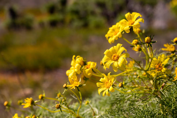 Flowers Bloom on Santa Cruz Island in spring