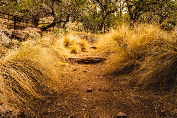 Fluffy Grass Spills Onto The Trail Fluffy Grass Spills Onto The Trail heading to South Rim in Big Bend National Park autumn field tree mountain stock pictures, royalty-free photos & images