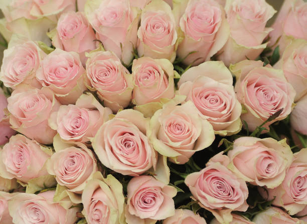 istock bouquet of pink roses 1325770063