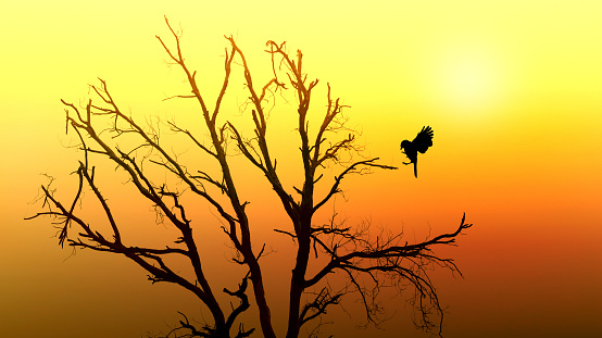 Silhouette of bare tree and bird.