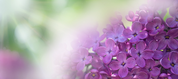 close-up photo of a lilac on a blur color background with sunlight. Postcard, banner, background, wallpaper