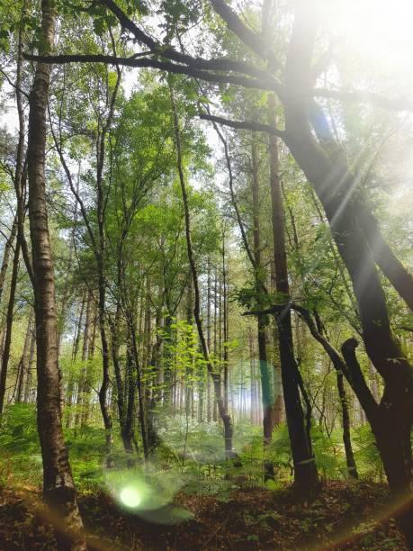 istock Beautiful trees with the sun coming through 1325772512