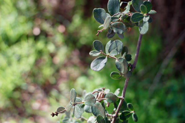 istock LONICERA SUBSPICATA LEAF - RED ROCK CP MRCA - 032621 B 1325774797