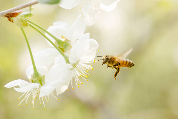 istock Honey Bee Flying to Cherry Blossom 1325776109