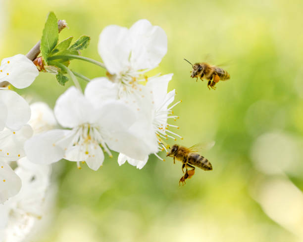 istock Honey Bee Flying to Cherry Blossom 1325776116