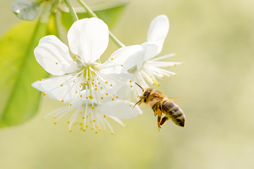 bee collects honey from tree flowers in spring macro photography