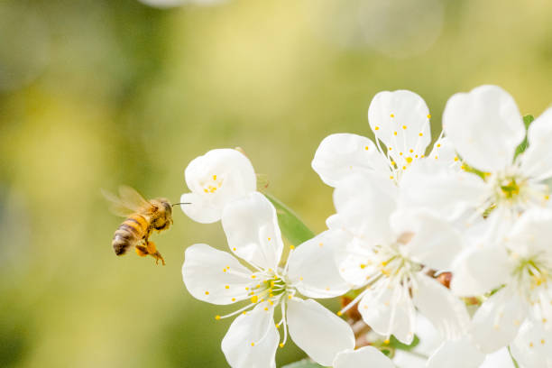 istock Honey Bee Flying to Cherry Blossom 1325776128