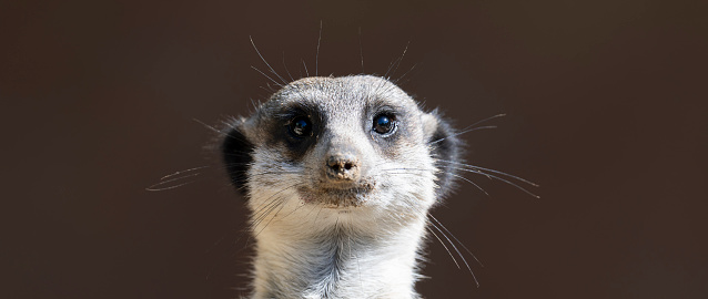 Front view of a Meerkat standing upright