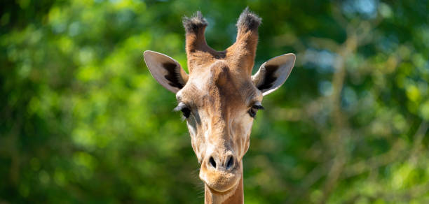 istock lose-up of a giraffe head 1325776224