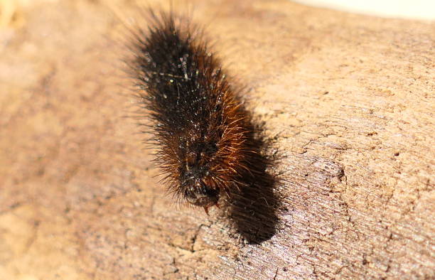 istock Red-haired caterpillar from Quebec in close-up 1325776412