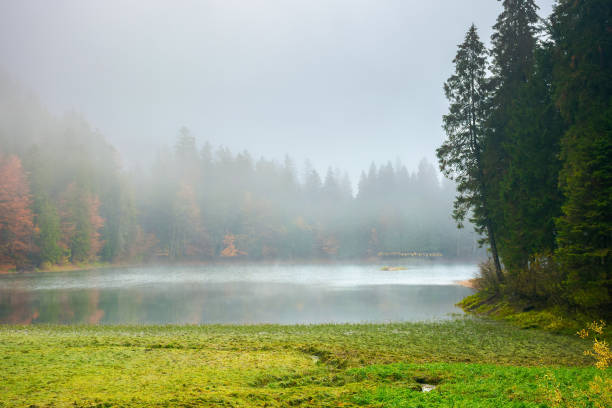 istock foggy morning scenery on the lake 1325777110