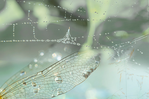 A drop of rain, dew on the wing of a dragonfly and a spider web close-up on a light pastel background.Beautiful delicate  green background with copy space, selective focus