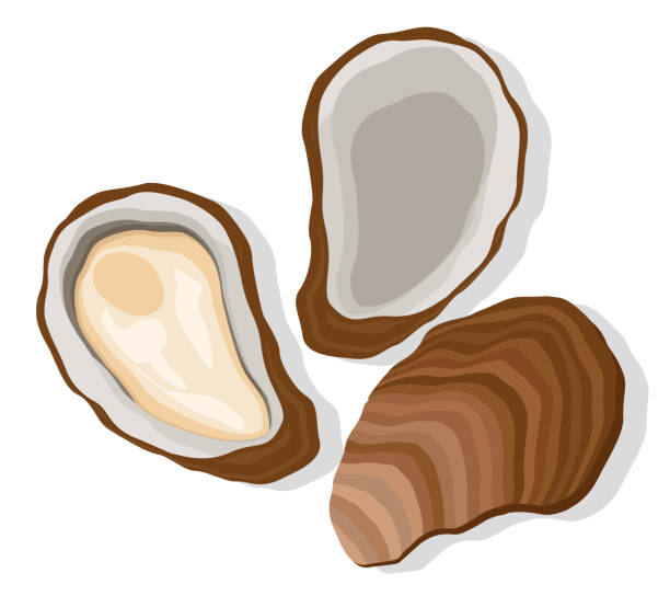 Oyster set on a white background. Top view. Oyster set close-up on a white background. Top view. oyster stock illustrations