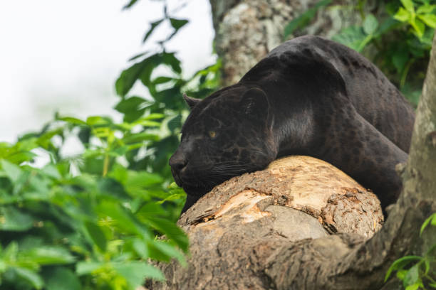 istock A black Jaguar is resting in the jungle 1325778707