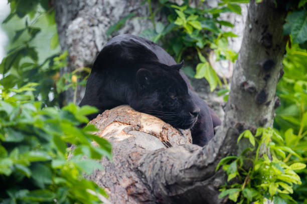 istock A black Jaguar is resting in the jungle 1325778713
