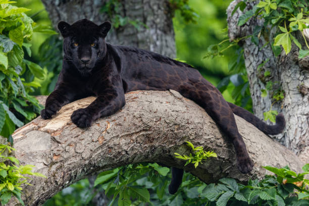 istock A black Jaguar is resting in the jungle 1325778724