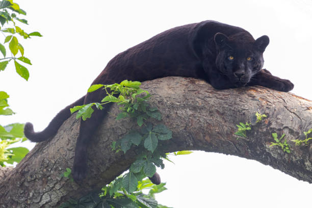 istock A black Jaguar is resting in the jungle 1325778739