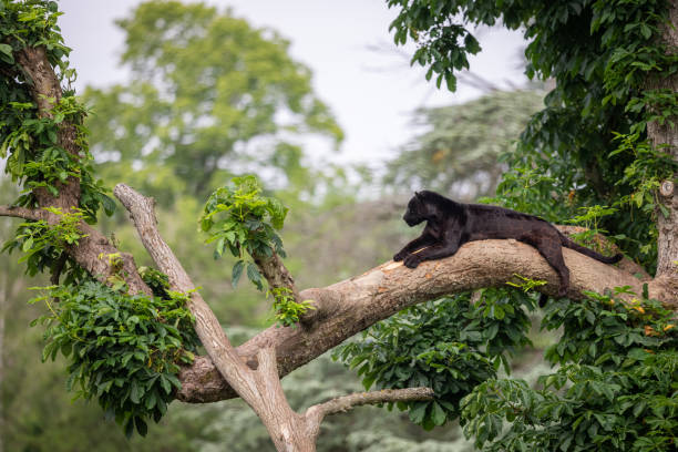 istock A black Jaguar is resting in the jungle 1325778745