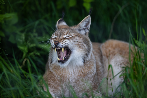 A lynx is resting in the forest