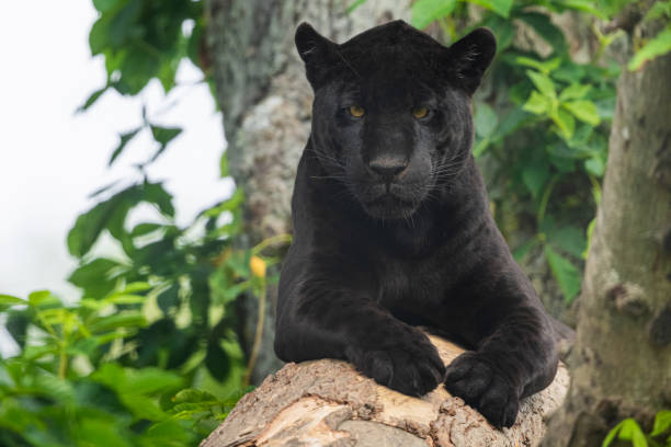 istock A black Jaguar is resting in the jungle 1325778763