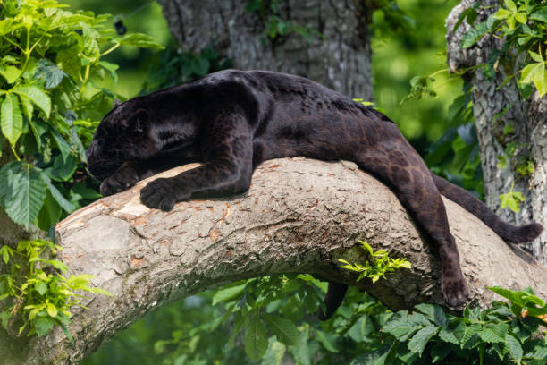 istock A black Jaguar is resting in the jungle 1325778791