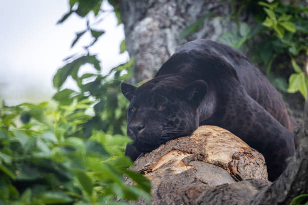 istock A black Jaguar is resting in the jungle 1325778797