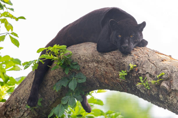 istock A black Jaguar is resting in the jungle 1325778810