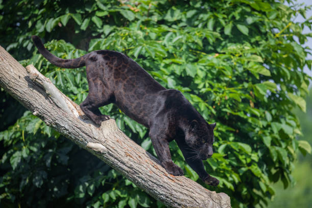 istock A black Jaguar is resting in the jungle 1325778813