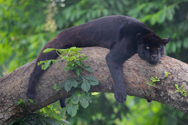 istock A black Jaguar is resting in the jungle 1325778816