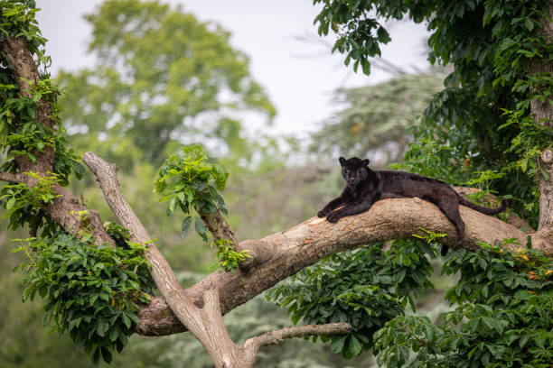 istock A black Jaguar is resting in the jungle 1325778821