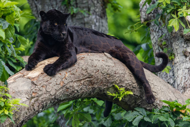 istock A black Jaguar is resting in the jungle 1325778840