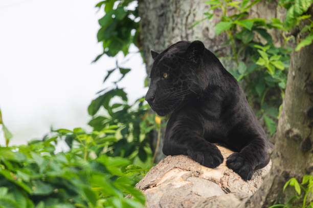 istock A black Jaguar is resting in the jungle 1325778844