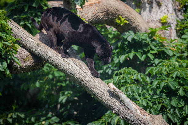 istock A black Jaguar is resting in the jungle 1325778854