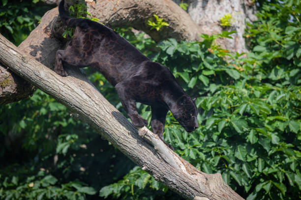 istock A black Jaguar is resting in the jungle 1325778858