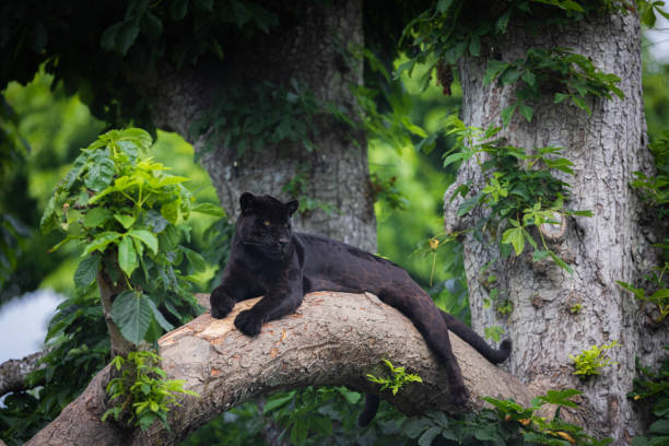 istock A black Jaguar is resting in the jungle 1325779763