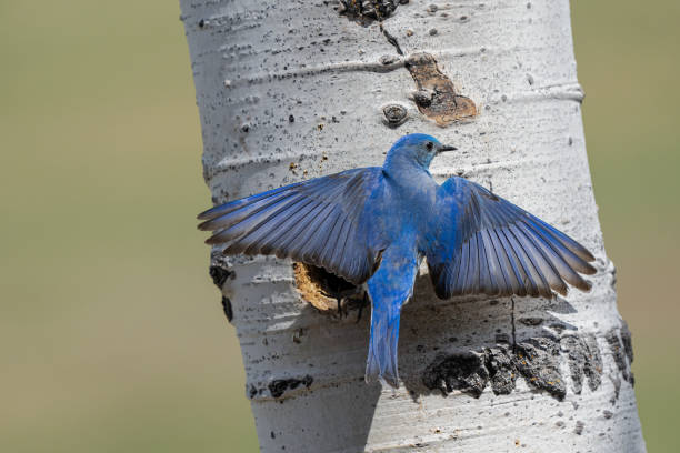 아스펜 나무에 착륙 하는 남성 산 블루 버드 - mountain bluebird bird bluebird blue 뉴스 사진 이미지