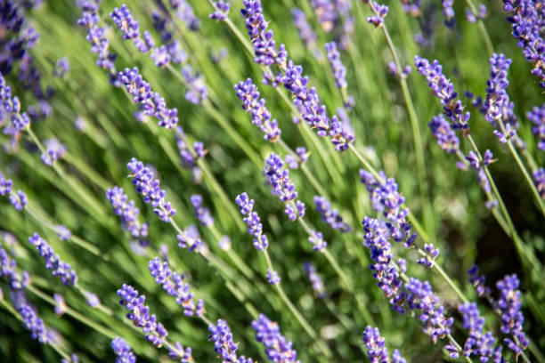 istock Garden with the flourishing lavender 1325780809