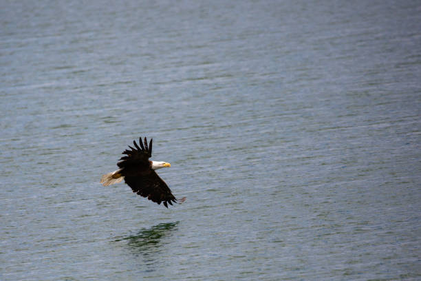 istock Bald Eagle (Haliaeetus Leucocephalus) flying over the Snake River at  Oxbow Bend Turnout, Wyoming 1325781722