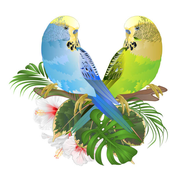 Blue and green parakeets Budgerigars, home pet , pet parakeet or budgie or shell parakeet with tropical flowers floral arrangement with beautiful white hibiscus and palm,philodendron ficus vintage watercolor vector illustration editable Blue and green parakeets Budgerigars, home pet , pet parakeet or budgie or shell parakeet with tropical flowers floral arrangement with beautiful white hibiscus and palm,philodendron ficus vintage watercolor vector illustration editable hand draw blue budgies cartoons stock illustrations