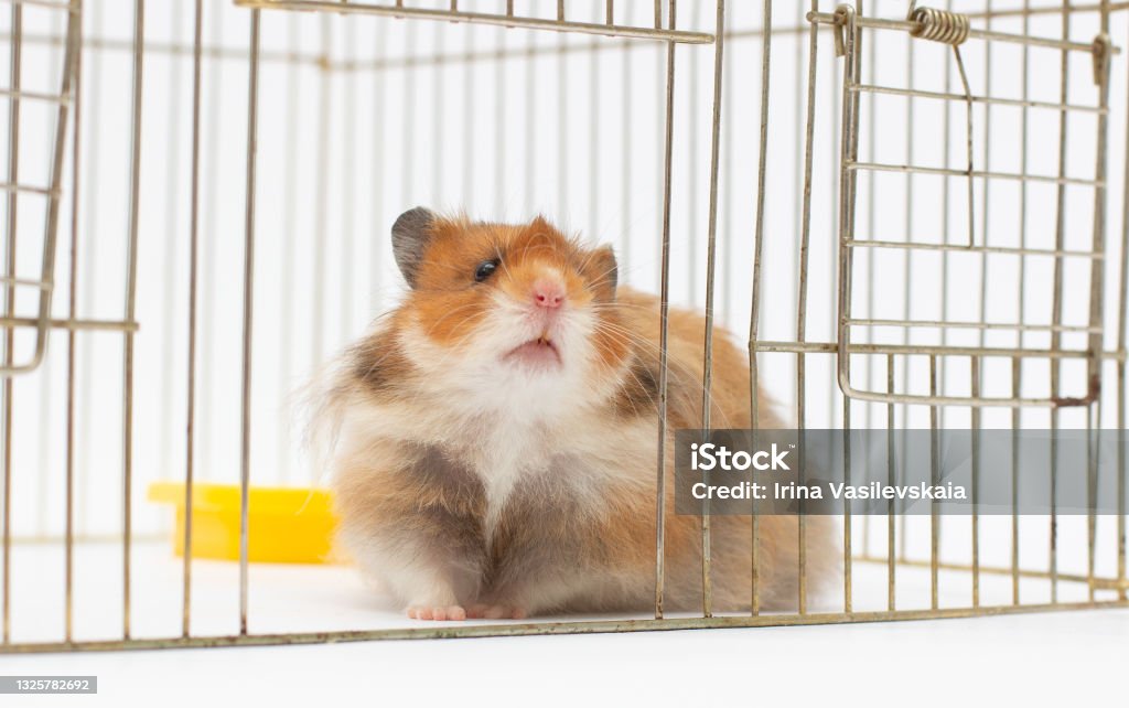 cute hamsters peeking out of a cage Cage Stock Photo